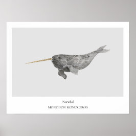 Narwhal Natural History Poster