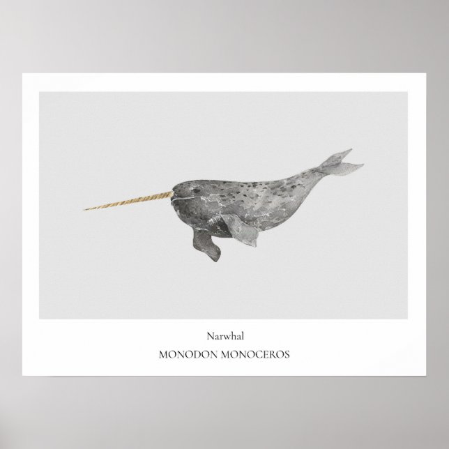 Narwhal Natural History Poster (Framsidan)