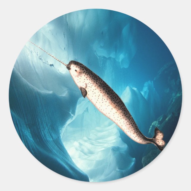 Narwhal Sticker Runt Klistermärke (Framsida)