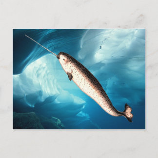 Narwhal vykort
