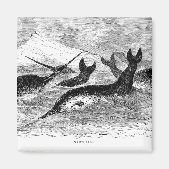 Narwhals Magnet (Framsidan)