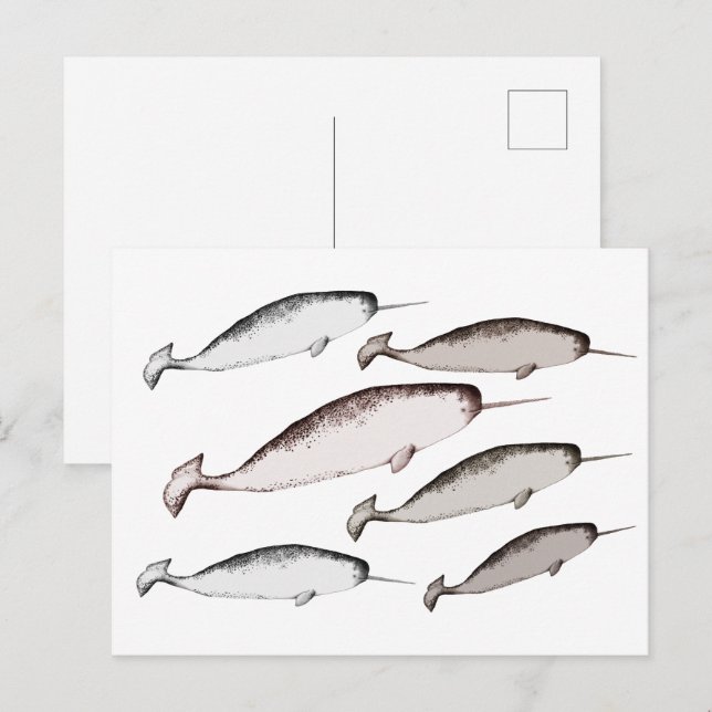 Narwhals Simma - Narwhal Whale Illustration Gift Vykort (Fram/baksida)