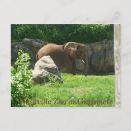 Nashville Zoo Postcard Vykort