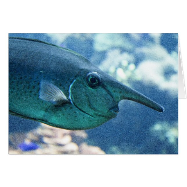 Naso brevirostris hälsningskort (Framsidan Horizontal)