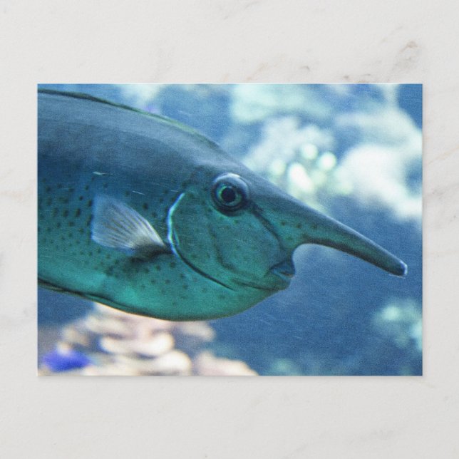 Naso brevirostris vykort (Framsida)