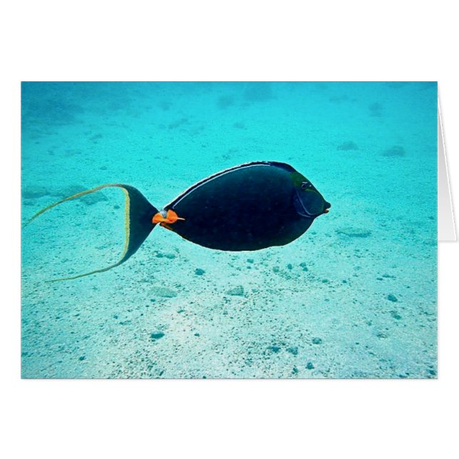 Naso Tang OBS Kort (Framsidan Horizontal)