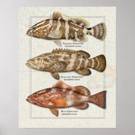Nassau, Goliath och Red Grouper Poster