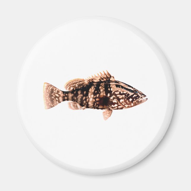 Nassau Grouper Magnet (Framsidan)