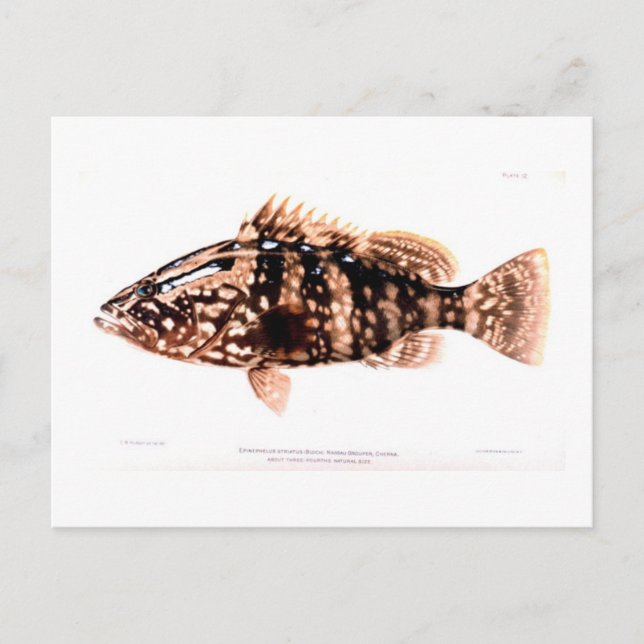 Nassau Grouper Vykort (Framsida)
