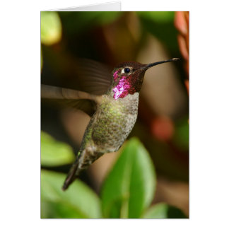 nästan - Hummingbird Hälsningskort