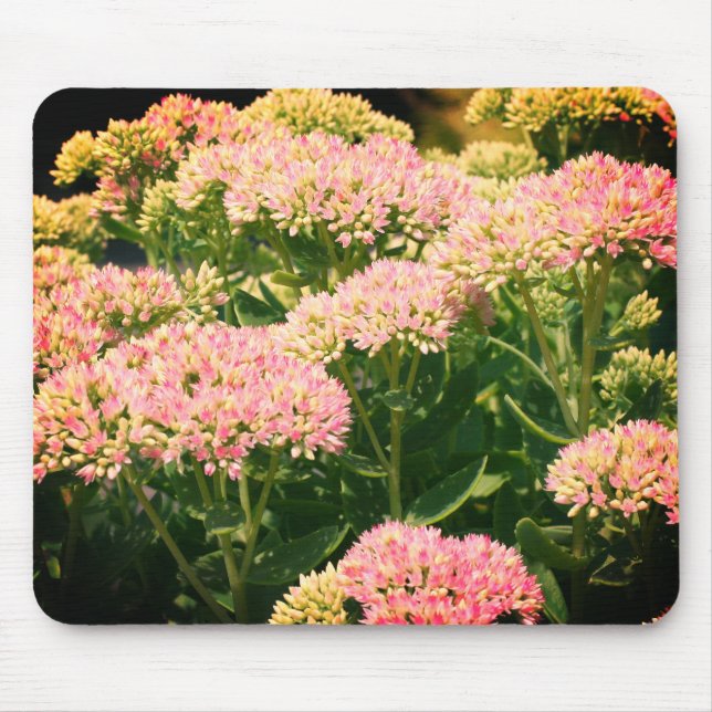 Nästan Sedum Flower Musmatta (Framsidan)
