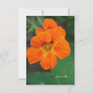 Nasturtium Anteckningskort