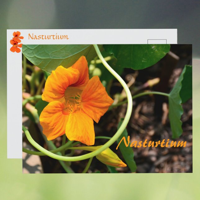 Nasturtium Blomma Fotografisk Botanisk Vykort (Skapare uppladdad)
