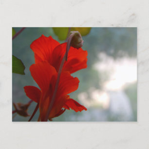 Nasturtium Blooms Vykort