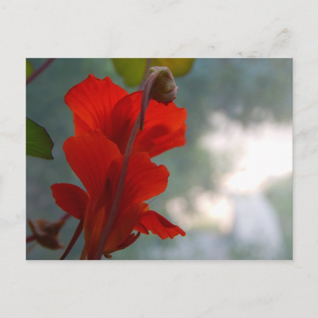 Nasturtium Blooms Vykort (Framsida)