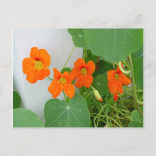 Nasturtium Blooms Vykort