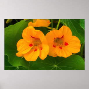 Nasturtium Flowers Poster
