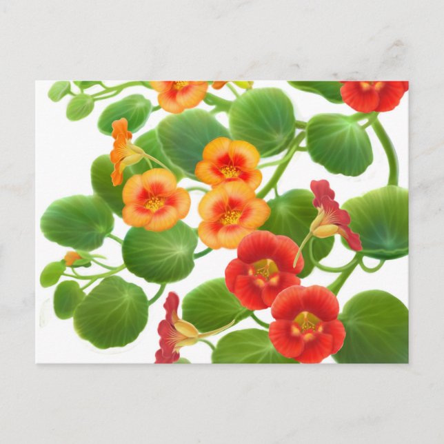 Nasturtium Flowers-vykort Vykort (Framsida)