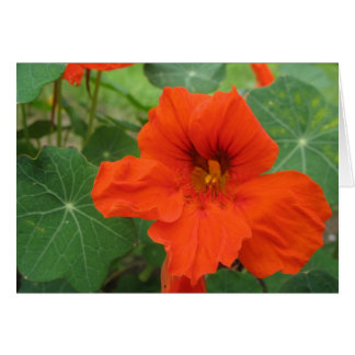 Nasturtium Hälsningskort