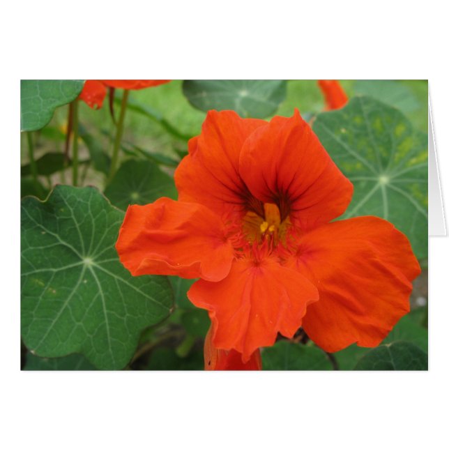 Nasturtium Hälsningskort (Framsidan Horizontal)