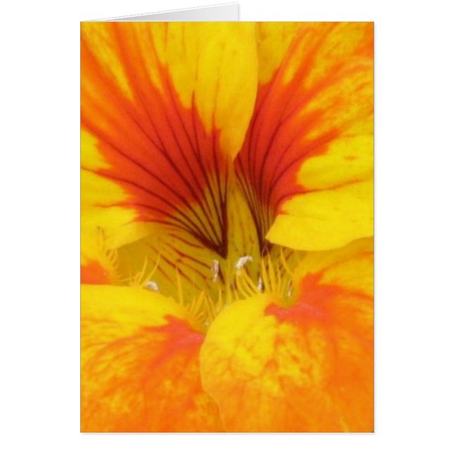 Nasturtium Hälsningskort (Framsidan)