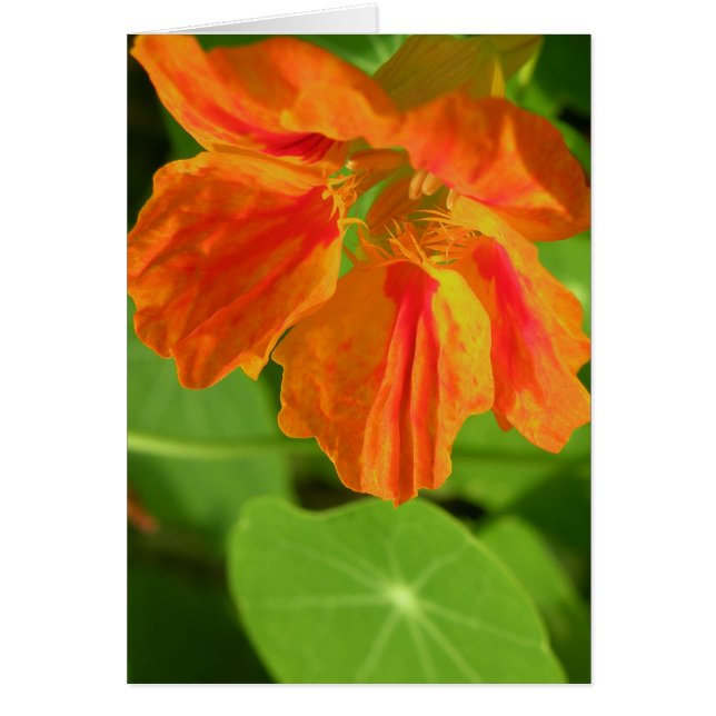 Nasturtium Hälsningskort (Framsidan)