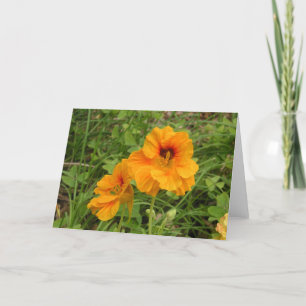 Nasturtium Kort
