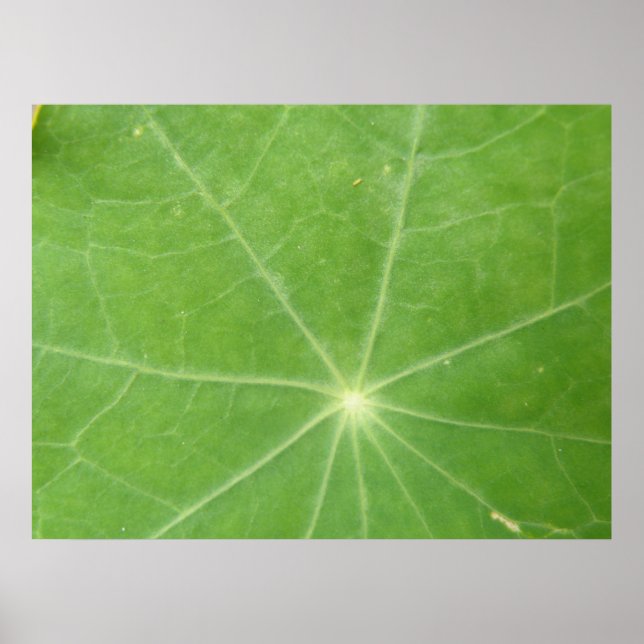 Nasturtium Löv Skriv ut Poster (Framsidan)