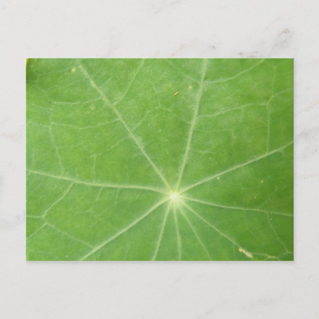 Nasturtium Löv vykort (Framsida)