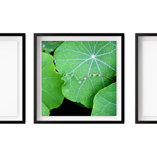 Nasturtium Lövs Pearl Vatten tappar fotografi Poster