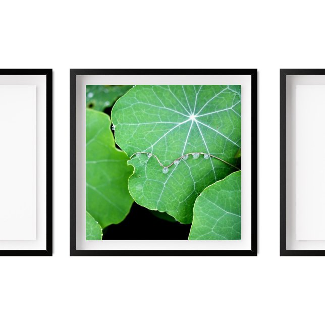 Nasturtium Lövs Pearl Vatten tappar fotografi Poster (Skapare uppladdad)