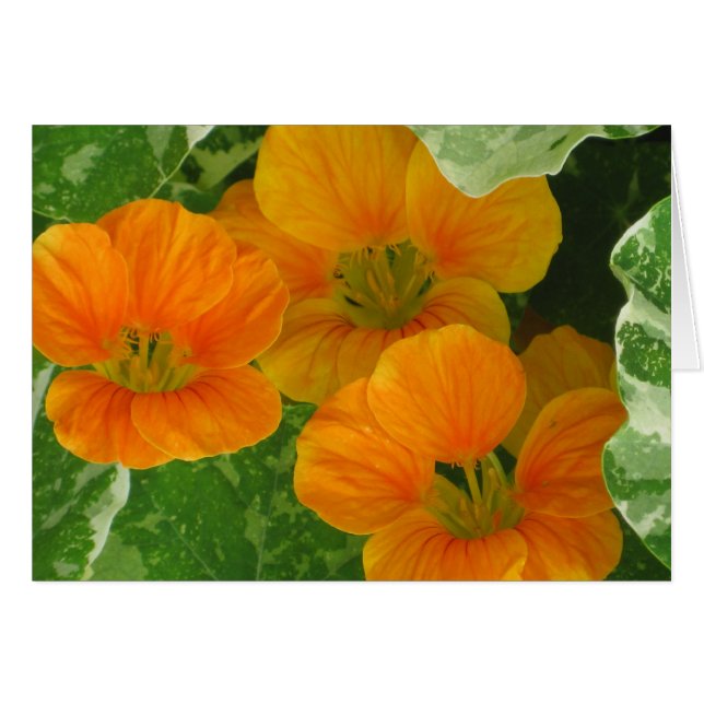 Nasturtium Notecard OBS Kort (Framsidan Horizontal)