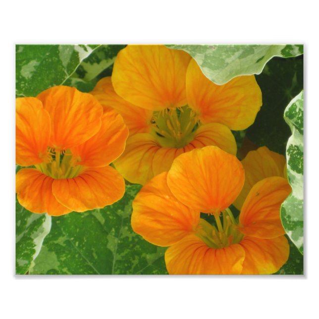 Nasturtium Photo Print Fototryck (Framsidan)