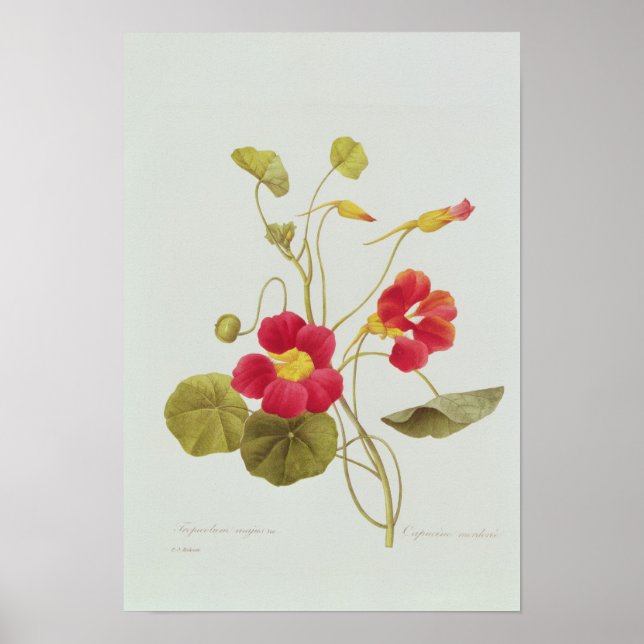 Nasturtium Poster (Framsidan)
