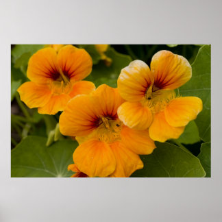Nasturtium Poster