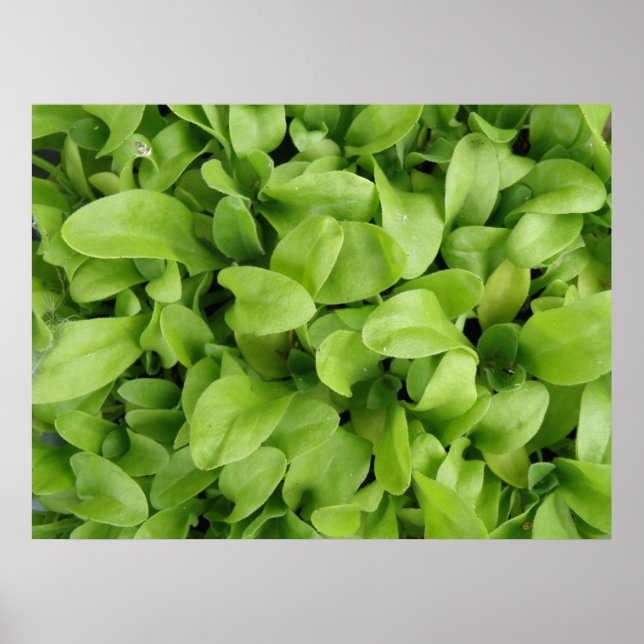 Nasturtium Seedlings Skriv ut Poster (Framsidan)