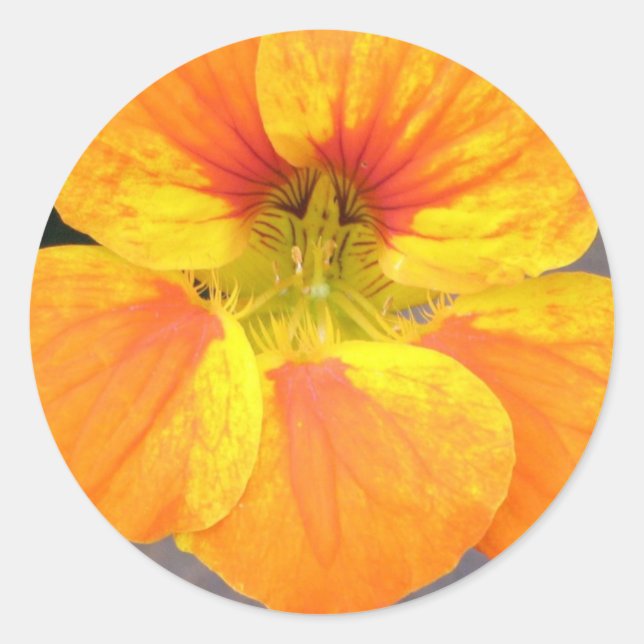 Nasturtium Sticker Runt Klistermärke (Framsida)