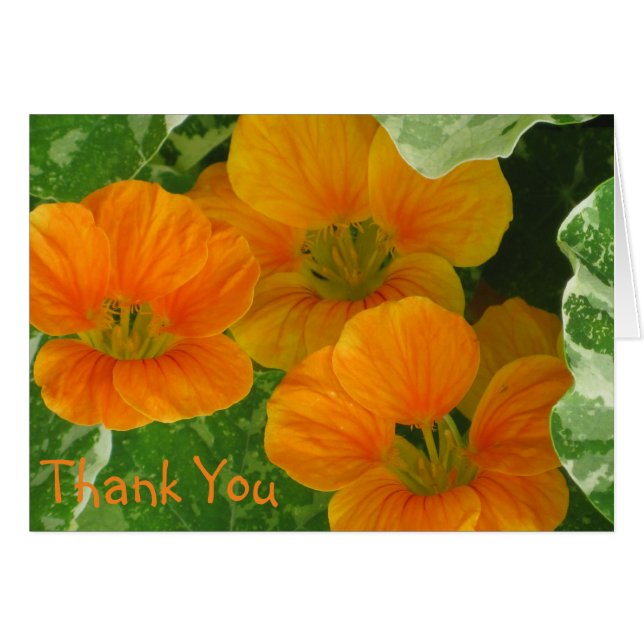 Nasturtium - tackkort hälsningskort (Framsidan Horizontal)