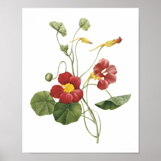 Nasturtium(Tropaeolum majus) från Redouté Poster