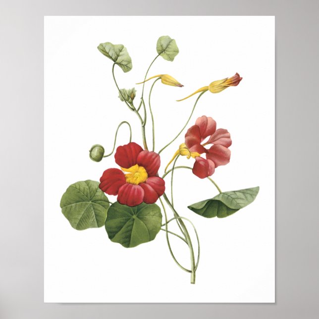 Nasturtium(Tropaeolum majus) från Redouté Poster (Framsidan)