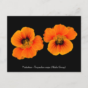 Nasturtium - Tropaeolum majus Postcard Vykort