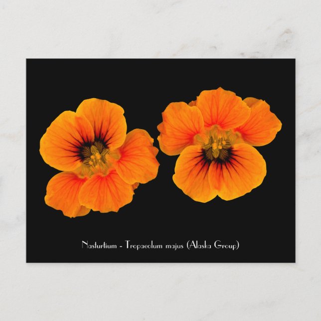 Nasturtium - Tropaeolum majus Postcard Vykort (Framsida)