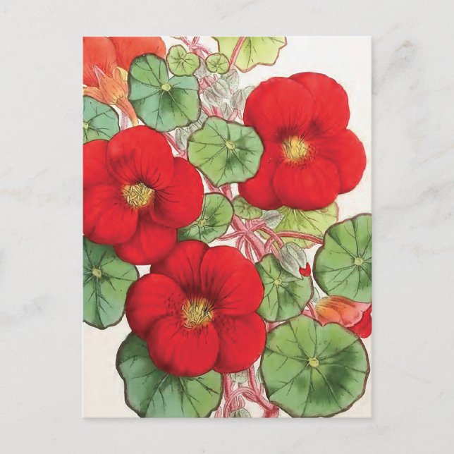 "Nasturtium" Vintage Flower Illustration Vykort (Framsida)