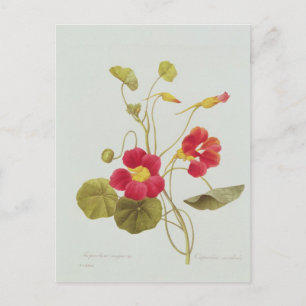 Nasturtium Vykort