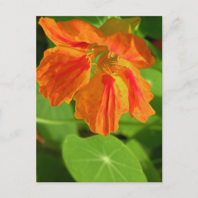 Nasturtium Vykort (Framsida)