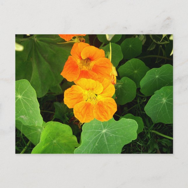 Nasturtium Vykort (Framsida)