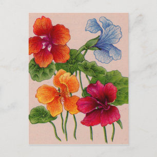 nasturtium vykort