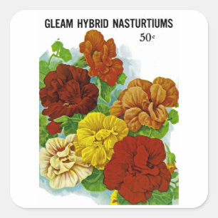 Nasturtiums Fyrkantigt Klistermärke