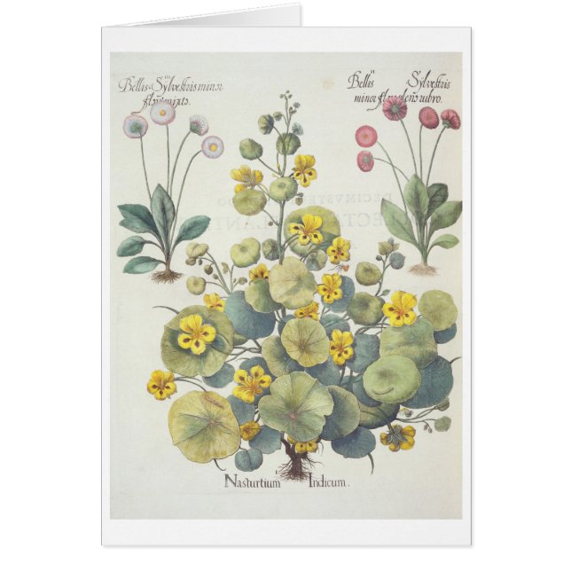 Nasturtiums och daisy: 1.Nasturtium Indicum; 2.B Hälsningskort (Framsidan)