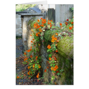 Nasturtiums on a Wall, England Hälsningskort